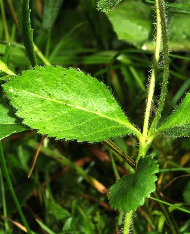Veronica officinalis